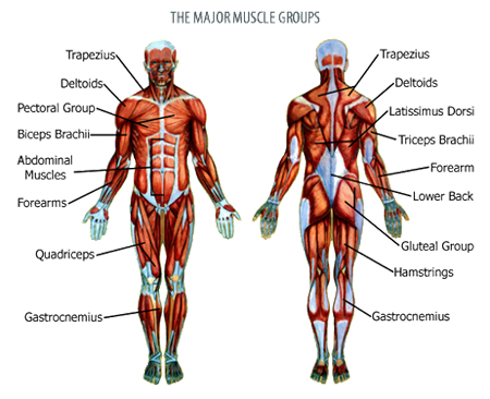 Advanced Weight Training Programs For Body Building