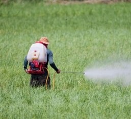 arsenic found in rice