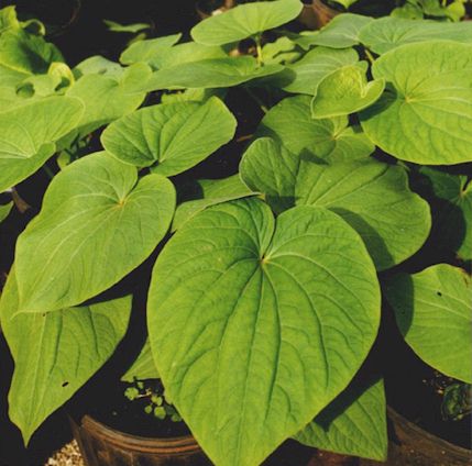 kava plant
