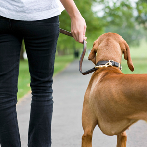 walking dog