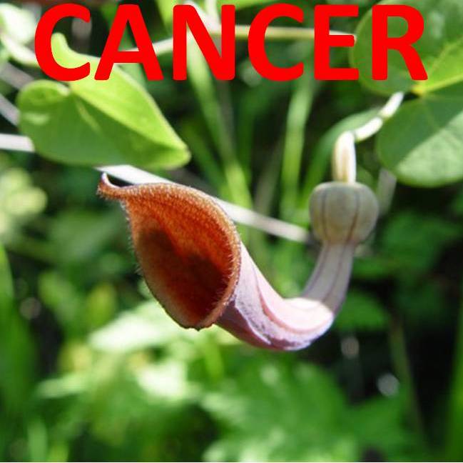 urinary tract cancer