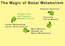 basal metabolic cycle
